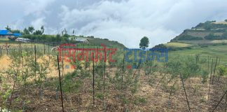 कर्णालीका बीस वटा स्थानीय तहमा फलफूल बगैँचा कार्यक्रम सञ्चालन