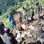 बर्षाले गोठ भत्किदा भेडाबाख्रा पुरिएर मरे