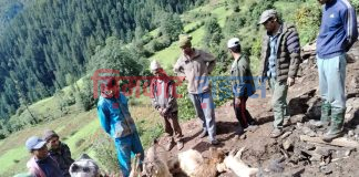 बर्षाले गोठ भत्किदा भेडाबाख्रा पुरिएर मरे