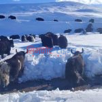 वेपत्ता भएका थप अठार वटा चौरी गाई उद्धार